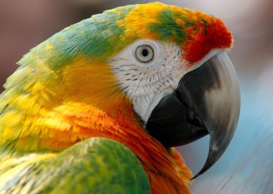 تحميل أحلى وأجمل صور ببغاء بأشكال متنوعة Download Parrots Images